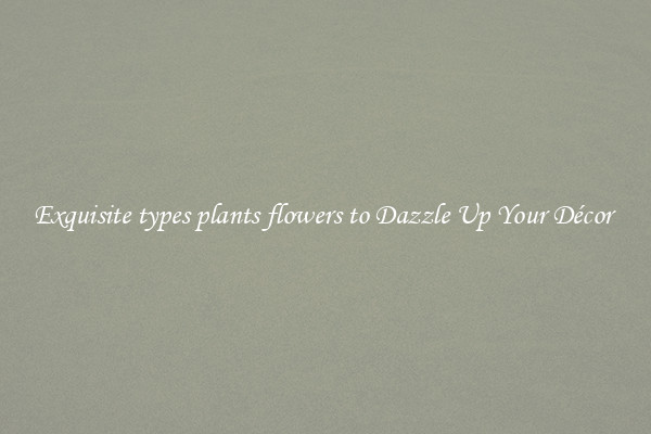 Exquisite types plants flowers to Dazzle Up Your Décor 